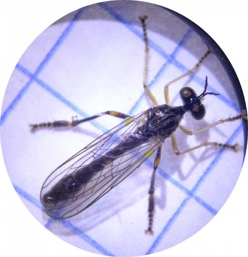 Dioctria sp.